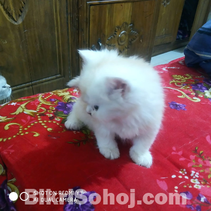 Persian Cat আপনার ঘরে ভালোবাসার এক নরম পার্শিয়ান ক্যাট